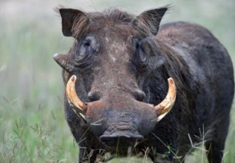 Phacochère / Passy Chasse / senegal-chasse.com / La Chasse / n°2