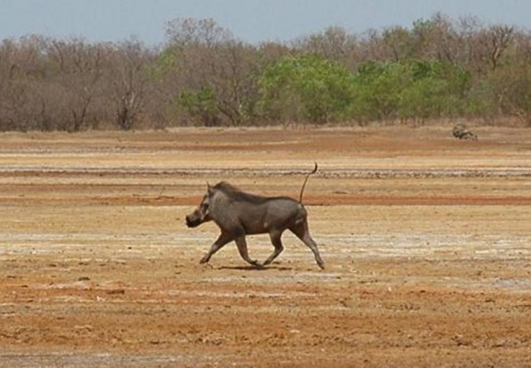 Phacochère / Passy Chasse /  senegal-chasse.com / La Chasse /  n°1